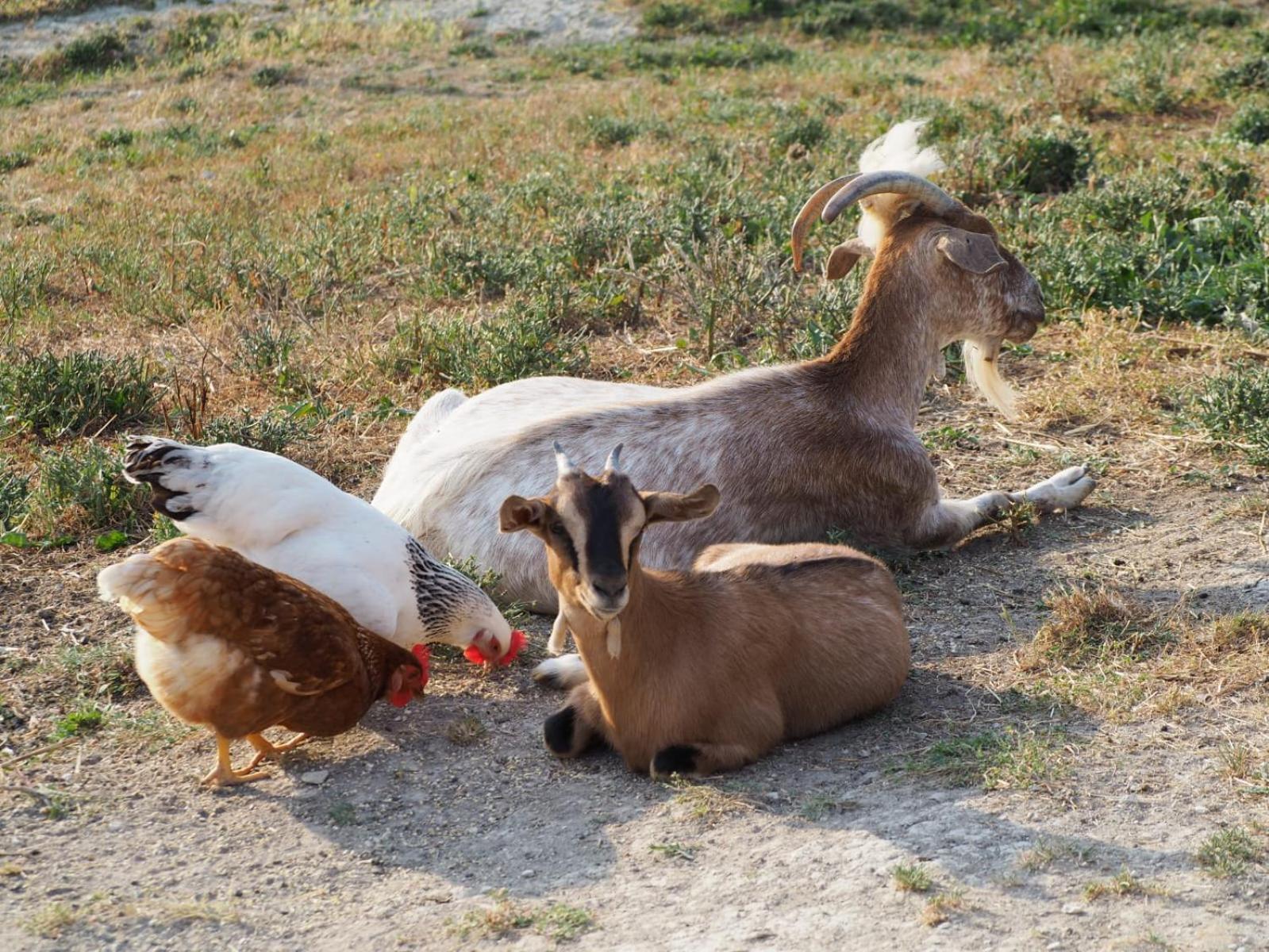 Agriturismo Il Castellaro Sassoferrato Kültér fotó